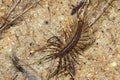 Scutigera, House centipede on the beach Royalty Free Stock Photo
