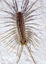Scutigera, House centipede