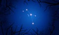 Scutum constellation. Tree branches, starry sky