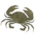 Scylla serrata (crab)