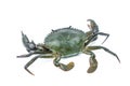 Scylla serrata. Mud crab on white background with copy space.