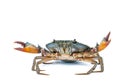 Scylla serrata. Mud crab on white background with copy space. Royalty Free Stock Photo