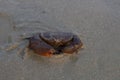 Scylla serrata or Serrated Mud Crab on the sand beach in the evening.
