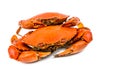 Scylla serrata. Two steamed crab on white background with copy space.