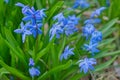 Scylla taurica flowers ,lattin name Scilla difolia in the garden. First spring blue tender flowers