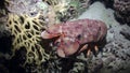 Scyllarides haanii Humpbacked slipper lobster on seabed of Red sea.