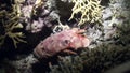 Scyllarides haanii Humpbacked slipper lobster on seabed of Red sea.