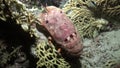 Scyllarides haanii Humpbacked slipper lobster on seabed of Red sea.