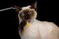 Scyth Toy Bob, the most smallest Cat on Black Background Royalty Free Stock Photo