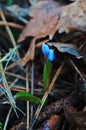 ScÃÂ­lla flower with flowers and buds with delicate blue petals Royalty Free Stock Photo