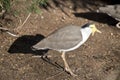 Masked lapwing bird Royalty Free Stock Photo