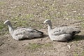 Cape barren geese Royalty Free Stock Photo