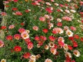 Dark red and light pink carpet of flowers Royalty Free Stock Photo