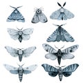 Se Blue Night Moth, Indigo Butterfly Watercolor Vintage Illustration, Hand Drawing,