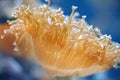 Sea actinia Royalty Free Stock Photo