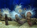 Sea actinia Royalty Free Stock Photo