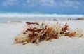 Sea algae on a sandy beach of Varadero, Cuba Royalty Free Stock Photo