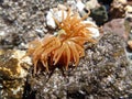 Sea anemone armed with stinging cells launching venom vesicles