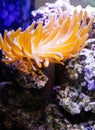 Sea Anemone Royalty Free Stock Photo