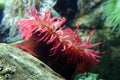 Sea anemone