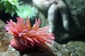 Sea anemone