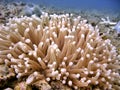 Sea Anemone