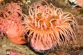 Sea Anemone