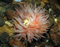 Sea anemone Royalty Free Stock Photo