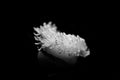 Sea anemone - actiniaria black and white animals portraits