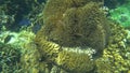 Sea Anemone Actiniaria Underwater at Koh Tao, Thailand