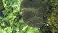 Sea Anemone Actiniaria Underwater at Koh Tao, Thailand