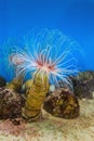 Sea anemone anemone with white tentacles in the aquarium