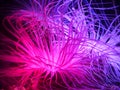 Sea Anemone Royalty Free Stock Photo