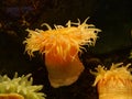 Sea anemone Royalty Free Stock Photo