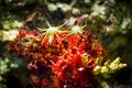 Sea anemone in aquarium Royalty Free Stock Photo