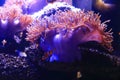 Sea anemone in aquarium