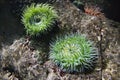 Sea anemone in aquarium in Spain. Royalty Free Stock Photo