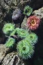 Sea anemone in aquarium in Spain. Royalty Free Stock Photo