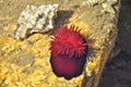 Sea anemone Beadlet anemone.