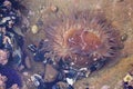 Sea anemone, black muscle shells, barnacles and purple sea urchins during low tide at Laguna Beach California tide pools