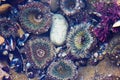 Sea anemone and black muscle shells at the tide pools