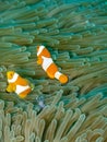 Sea anemone with clown fish Royalty Free Stock Photo