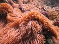 Sea anemone with clown fish Royalty Free Stock Photo