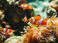 Sea anemone and clown fish in marine aquarium. Bright orange and white clown fish with thickets of anemones and corals Royalty Free Stock Photo
