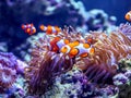 Sea anemone and clown fish in marine aquarium. Bright orange and white clown fish with thickets of anemones and corals Royalty Free Stock Photo