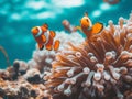 Sea anemone and clown fish in marine aquarium. Bright orange and white clown fish with thickets of anemones and corals Royalty Free Stock Photo