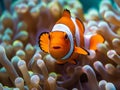 Sea anemone and clown fish in marine aquarium. Bright orange and white clown fish with thickets of anemones and corals Royalty Free Stock Photo