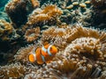 Sea anemone and clown fish in marine aquarium. Bright orange and white clown fish with thickets of anemones and corals Royalty Free Stock Photo