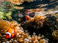 Sea anemone and clown fish in marine aquarium. Bright orange and white clown fish with thickets of anemones and corals Royalty Free Stock Photo