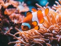 Sea anemone and clown fish in marine aquarium. Bright orange and white clown fish with thickets of anemones and corals Royalty Free Stock Photo